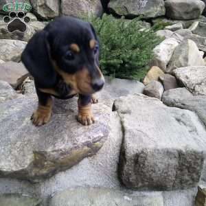 Digger, Dachshund Puppy